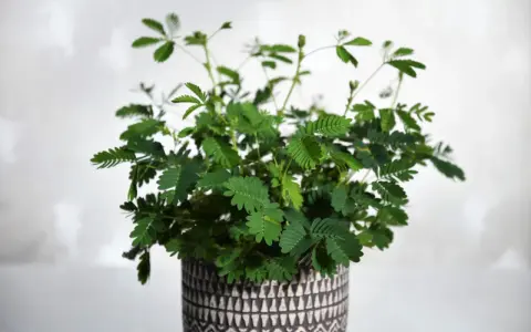 Roślina mimosa pudica w ozdobnej doniczce, z liśćmi reagującymi na dotyk.