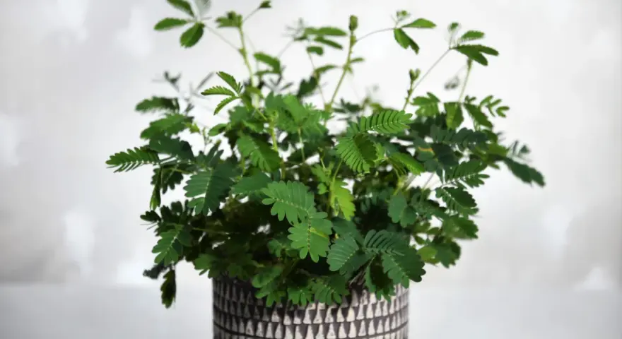 Roślina mimosa pudica w ozdobnej doniczce, z liśćmi reagującymi na dotyk.
