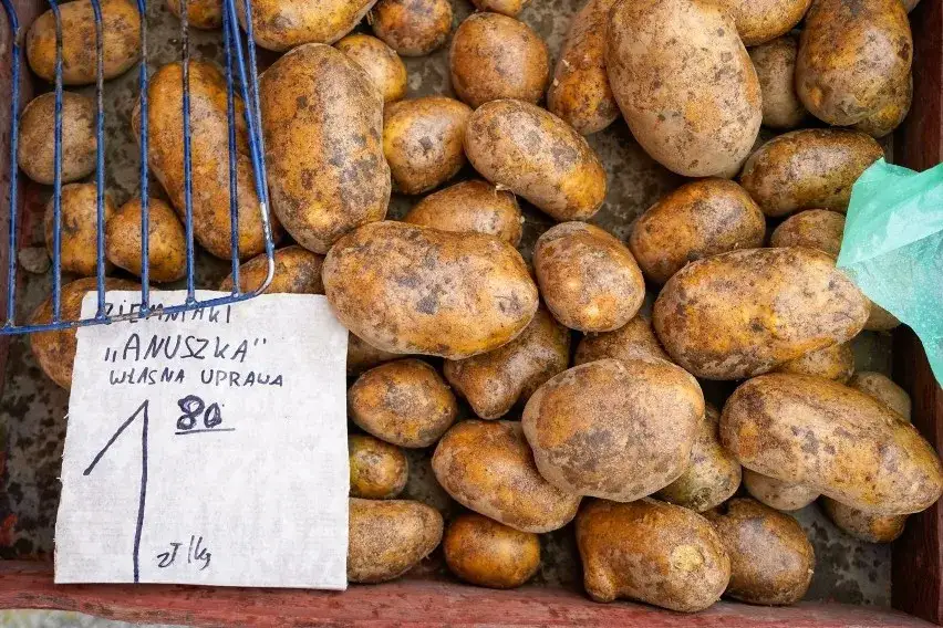 najlepsze odmiany ziemniaków na frytki w Polsce