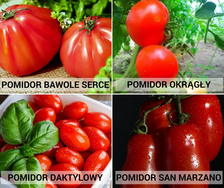 różne rodzaje pomidorów do sosu